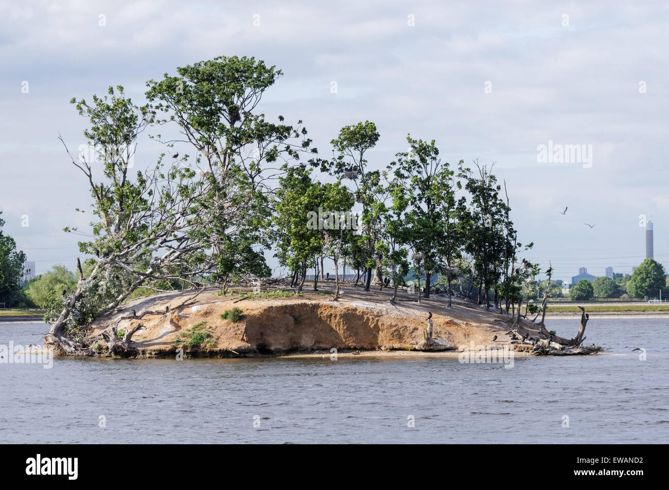 Colonie de cormorans à Walthamstow Wetlands, Londres Angleterre Royaume-Uni UK Banque D'Images