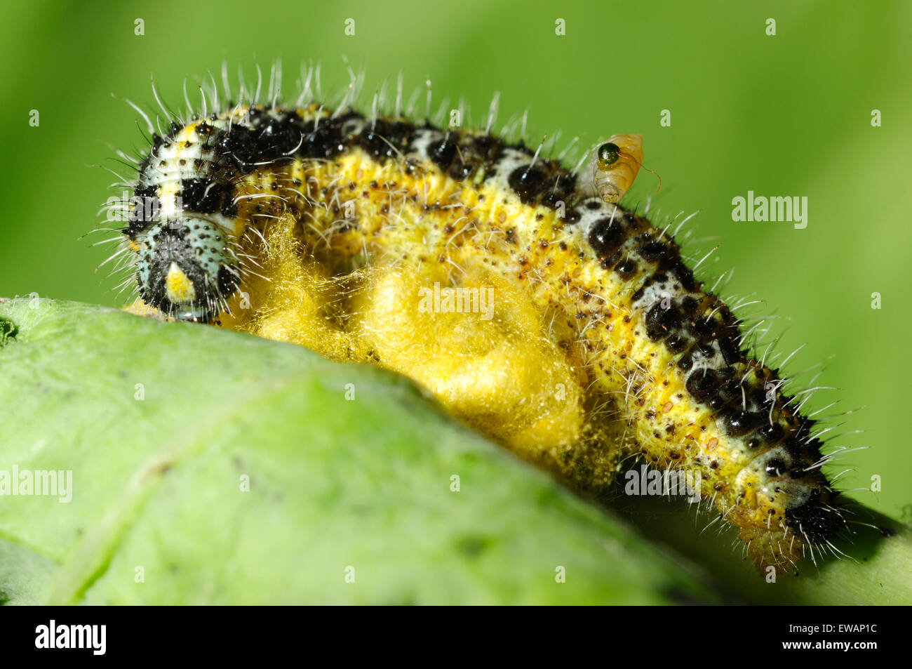 Grand papillon blanc du chou caterpillar infestées par les larves de guêpe mouche ichneumon. Une larve qui sortent de son corps de l'hôte. Banque D'Images