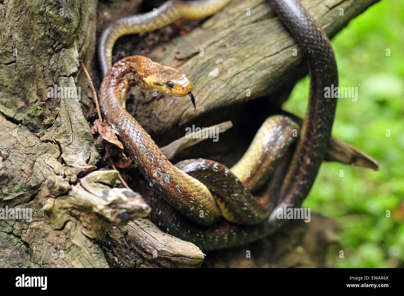 Photo de aesculapian snake sur une souche d'arbre Banque D'Images