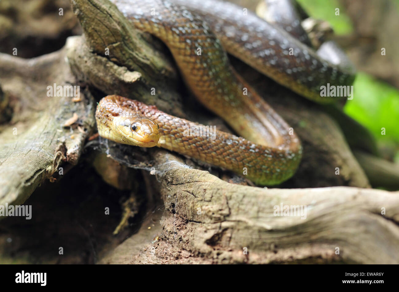 Photo de aesculapian snake sur une souche d'arbre Banque D'Images
