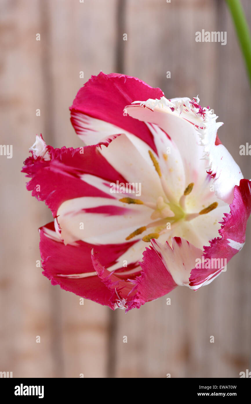 Tulipes rouges fleurs de printemps. Banque D'Images