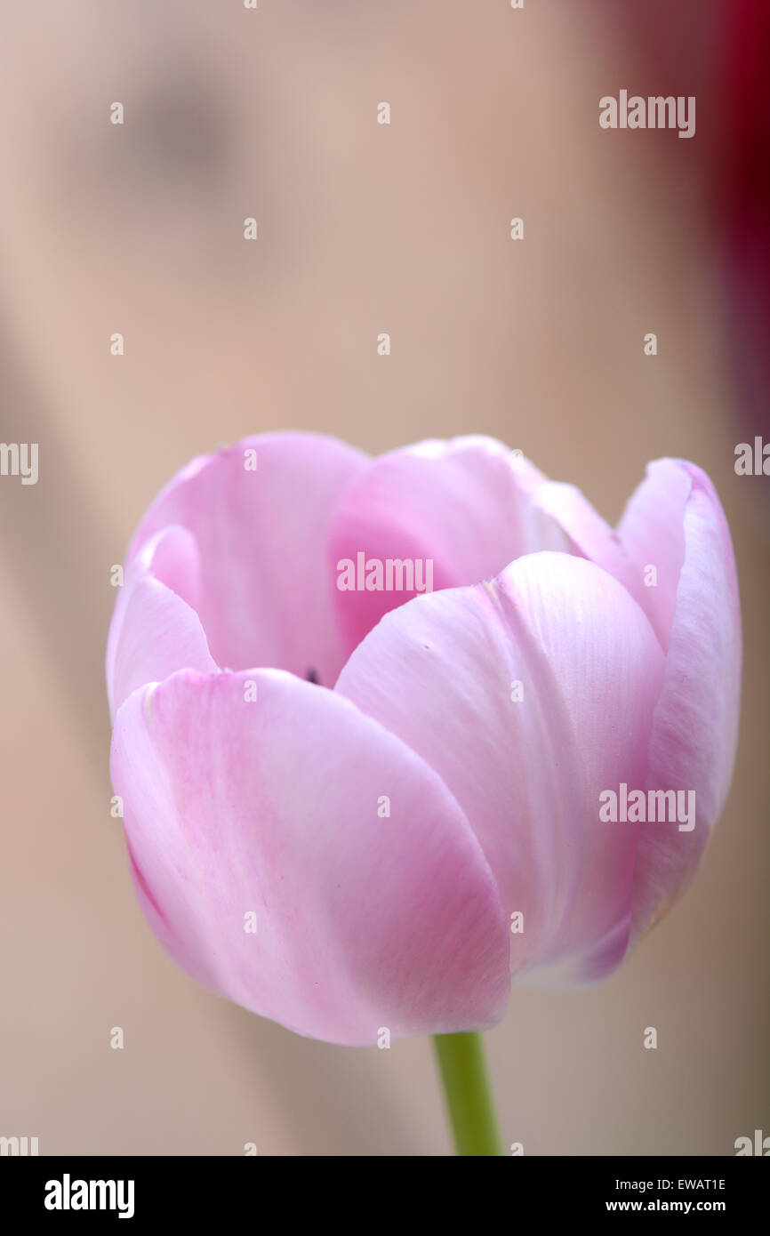 Tulipe rose fleur de printemps. Banque D'Images