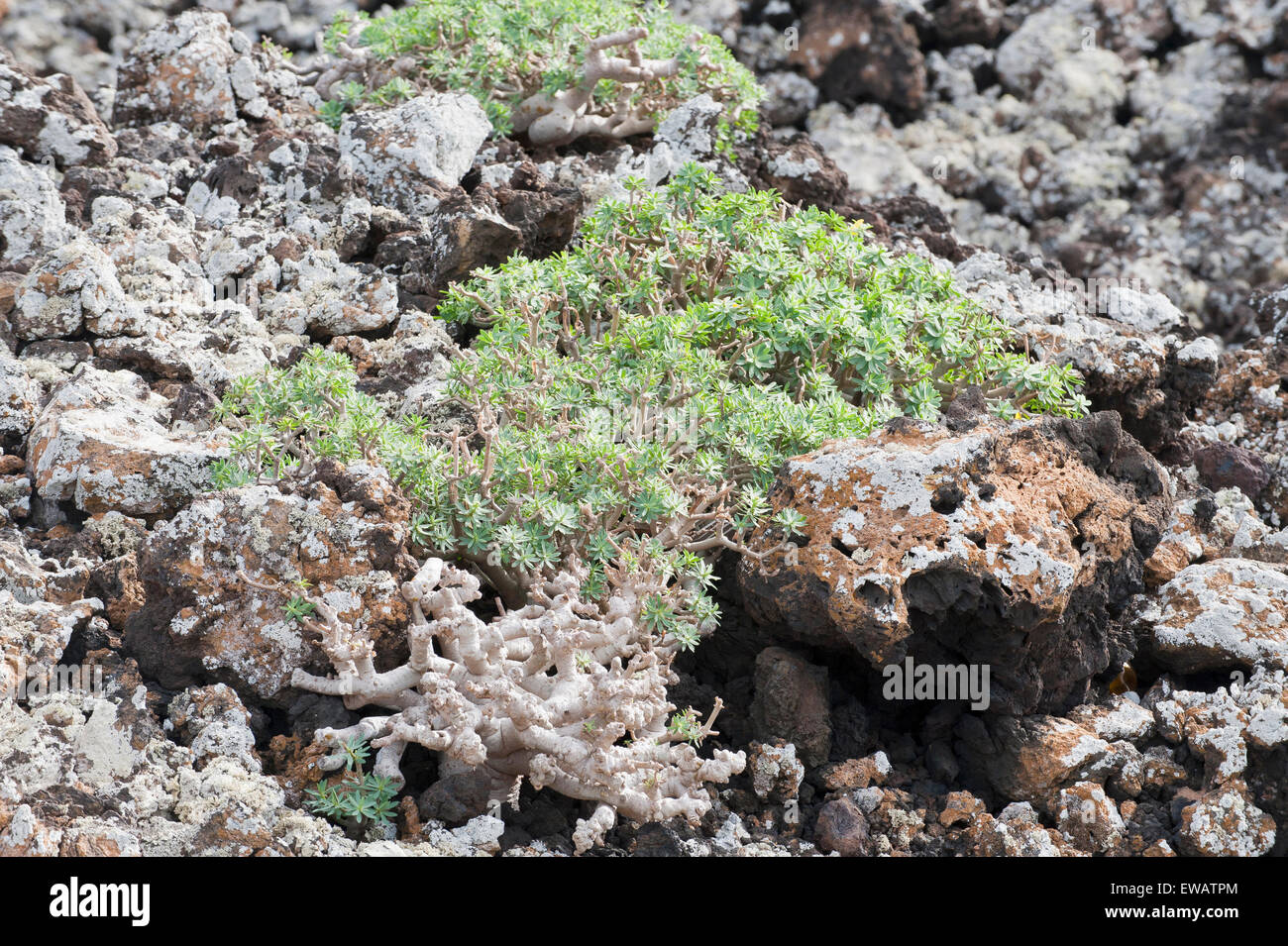 Canaries, Espagne. Végétation typique des Canaries poussant dans un champ de lave. Banque D'Images