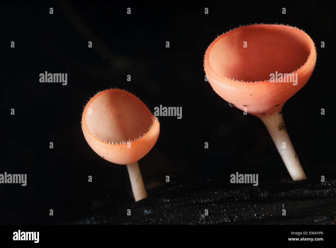 Beau champagne rose mushroom en forêt tropicale, Thaïlande Banque D'Images