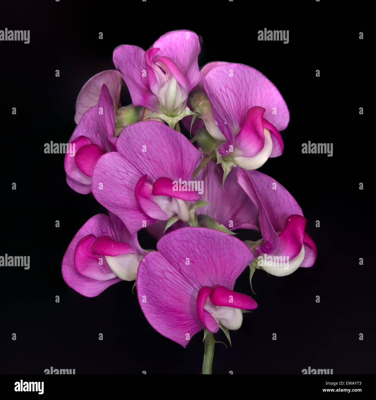 Pois sauvage fleur sur fond noir. Banque D'Images