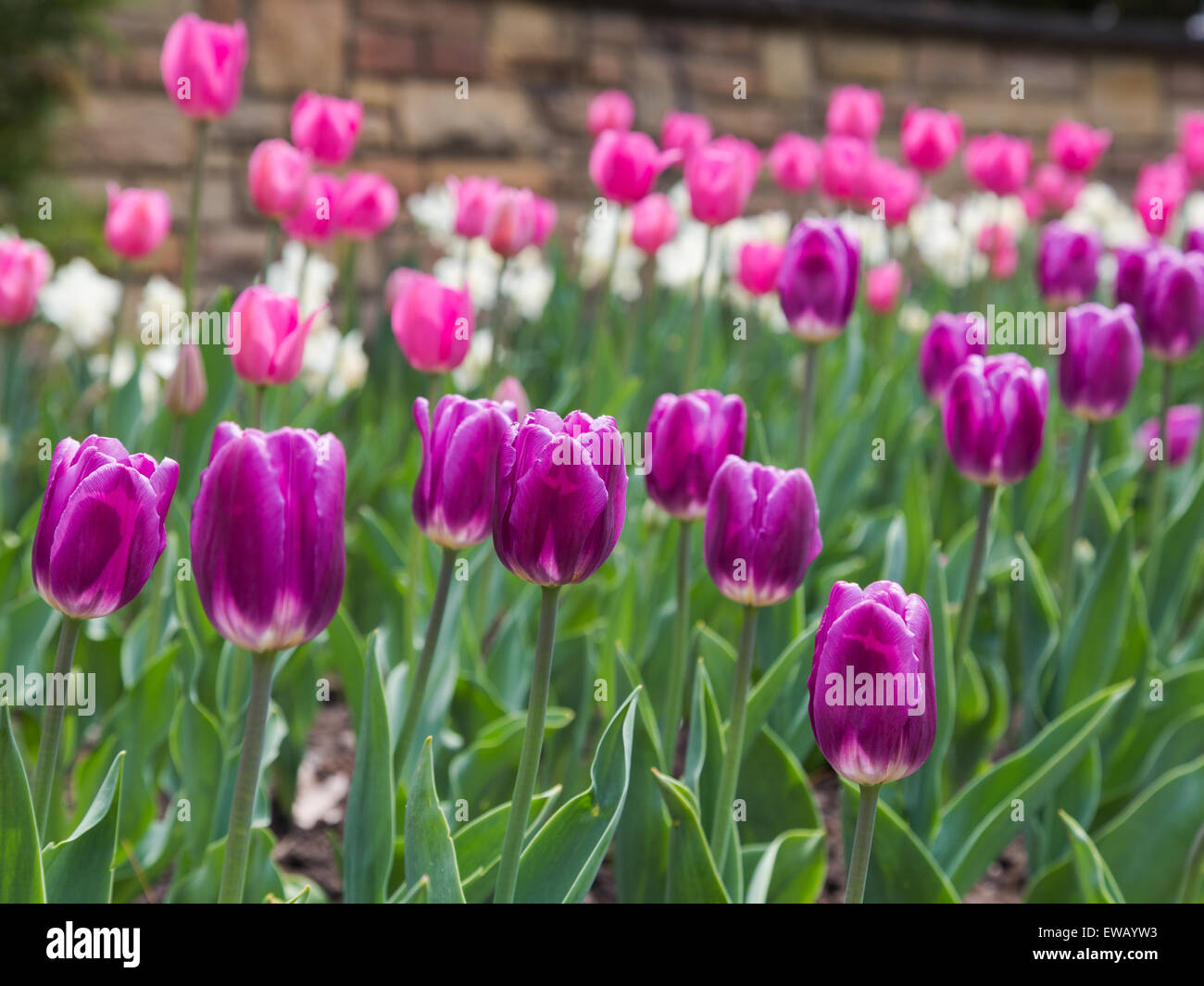 Gros plan d'une couleur pourpre Tulipes au printemps. Tulipe rose et blanc peut être vu derrière eux Banque D'Images