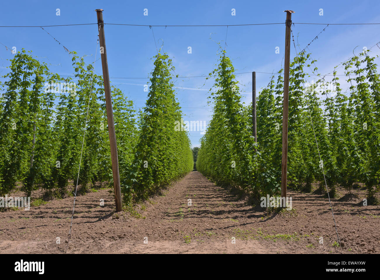 L'agriculture et de l'agriculture dans la vallée de Willamette en Oregon. Banque D'Images