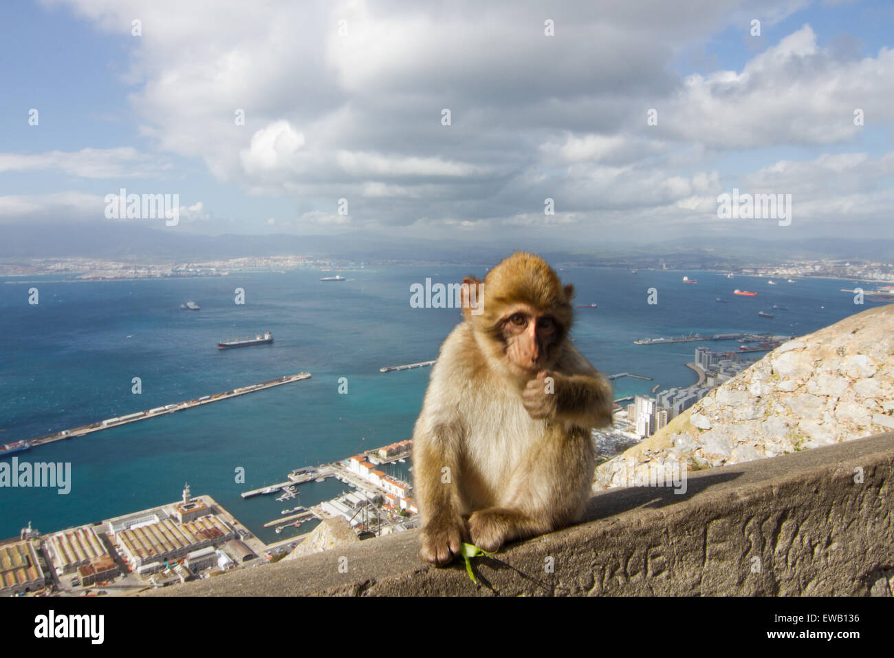 La capture des bouffonneries de l'Macaques de Barbarie sur l'île de Gibraltar. Banque D'Images