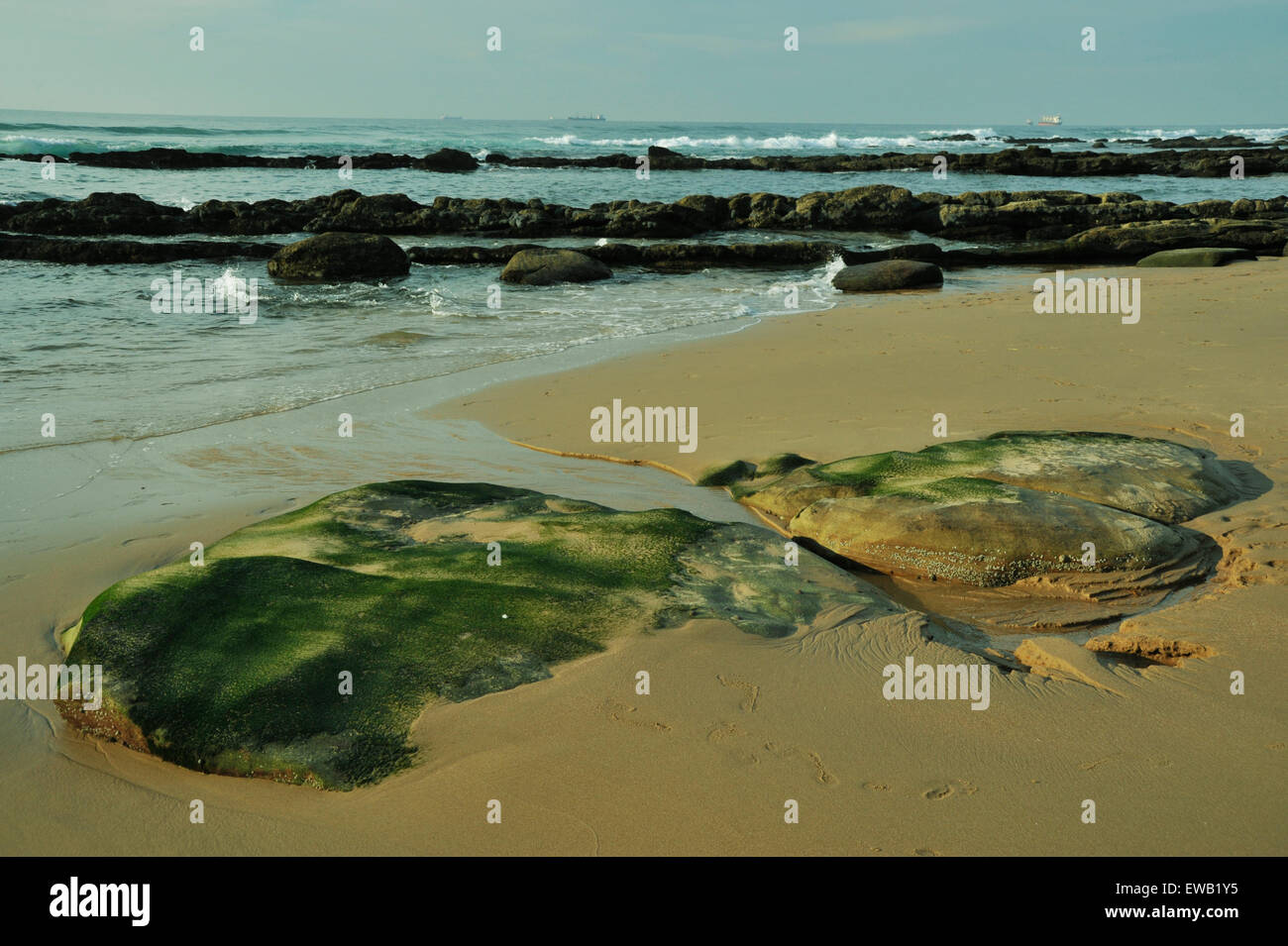 Durban, le KwaZulu-Natal, Afrique du Sud, moss couverts les roches exposées dans la zone de marée sur plage rocheuse de Umhlanga Rocks Banque D'Images