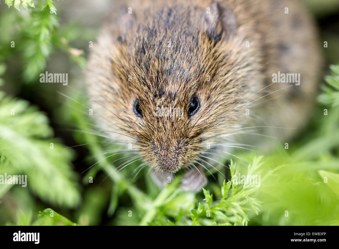 Un champ de l'alimentation de la souris une feuille verte Banque D'Images