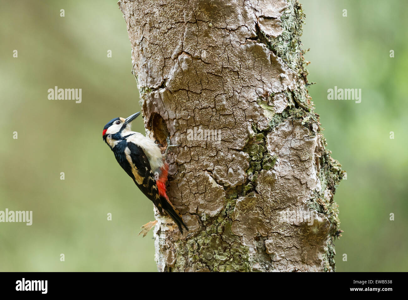 Great spotted woodpecker (Dendrocopos major), homme oiseau. Banque D'Images