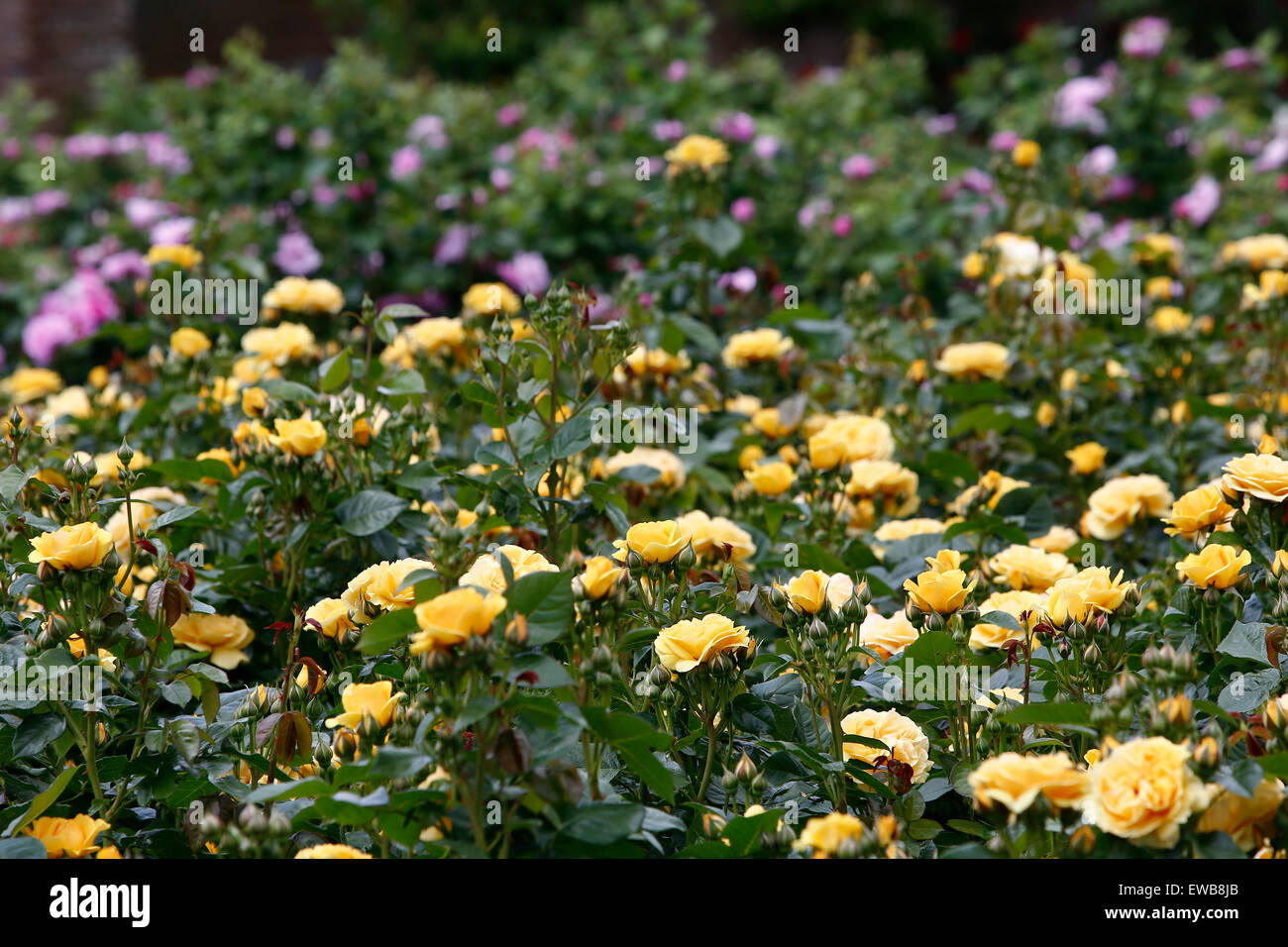 Roses jaunes dans les jardins du château de Hever dans le Kent au Royaume-Uni Banque D'Images