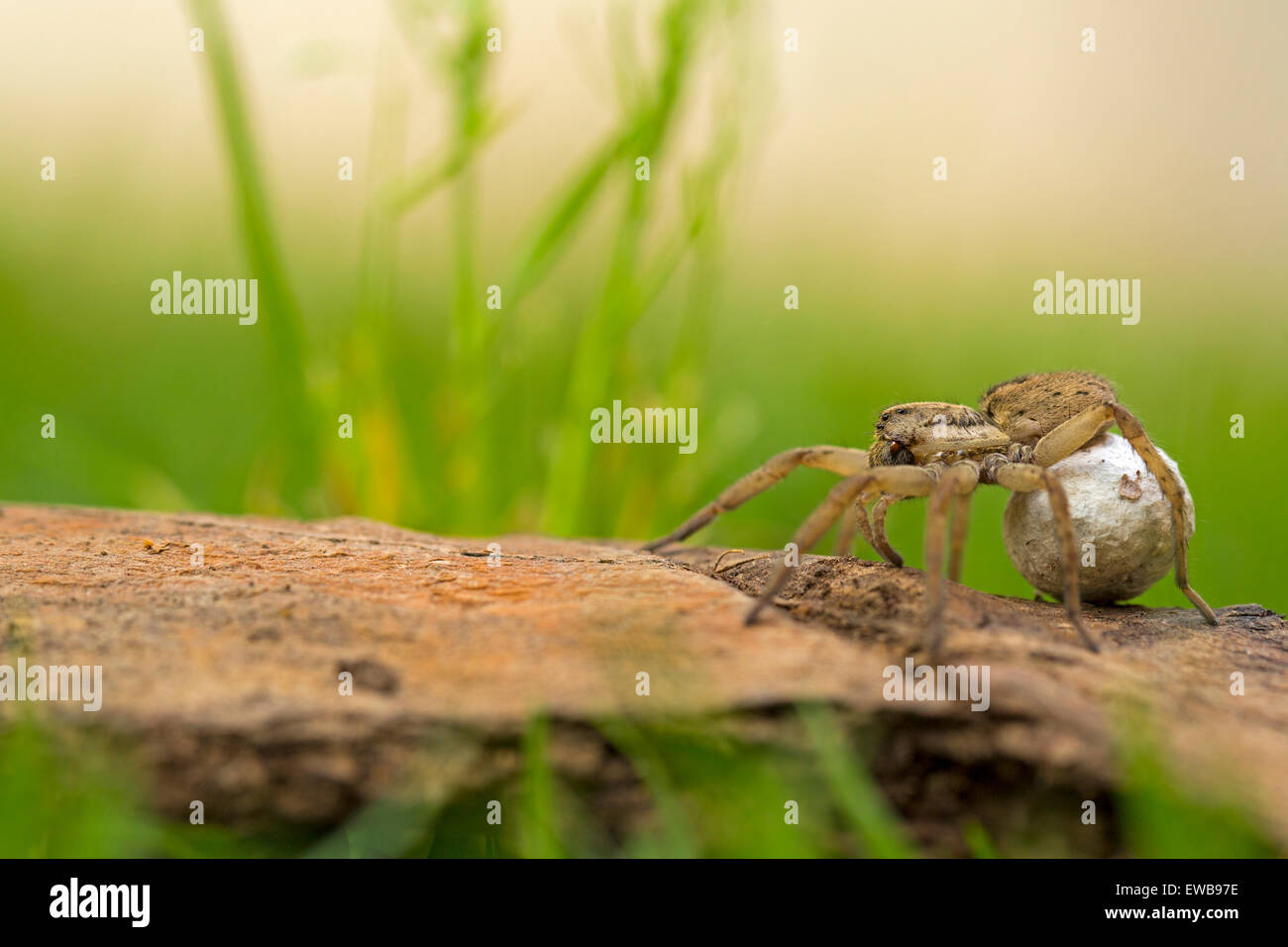 La Famille Araignee Loup Lycosidae Cette Femelle Wolf Spider Est Portant Son Cas D Oeufs Creme Droite Dans Ses Palpes Et Crocs Elle Va Photo Stock Alamy