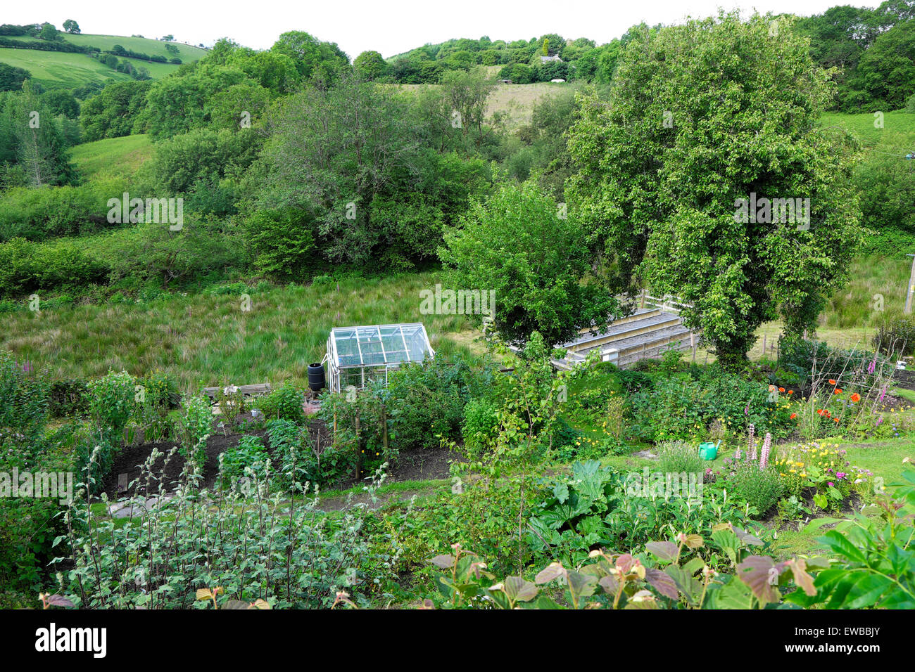 Vue d'une serre et veg parcelle dans un pays rural paysage potager et la campagne. Printemps froid inhabituel et les températures estivales en mai et juin les cultures fait plus lentement que la normale météo à cette époque de l'année dans Carmarthenshire, Pays de Galles, Royaume-Uni. 22 juin 2015 KATHY DEWITT Banque D'Images