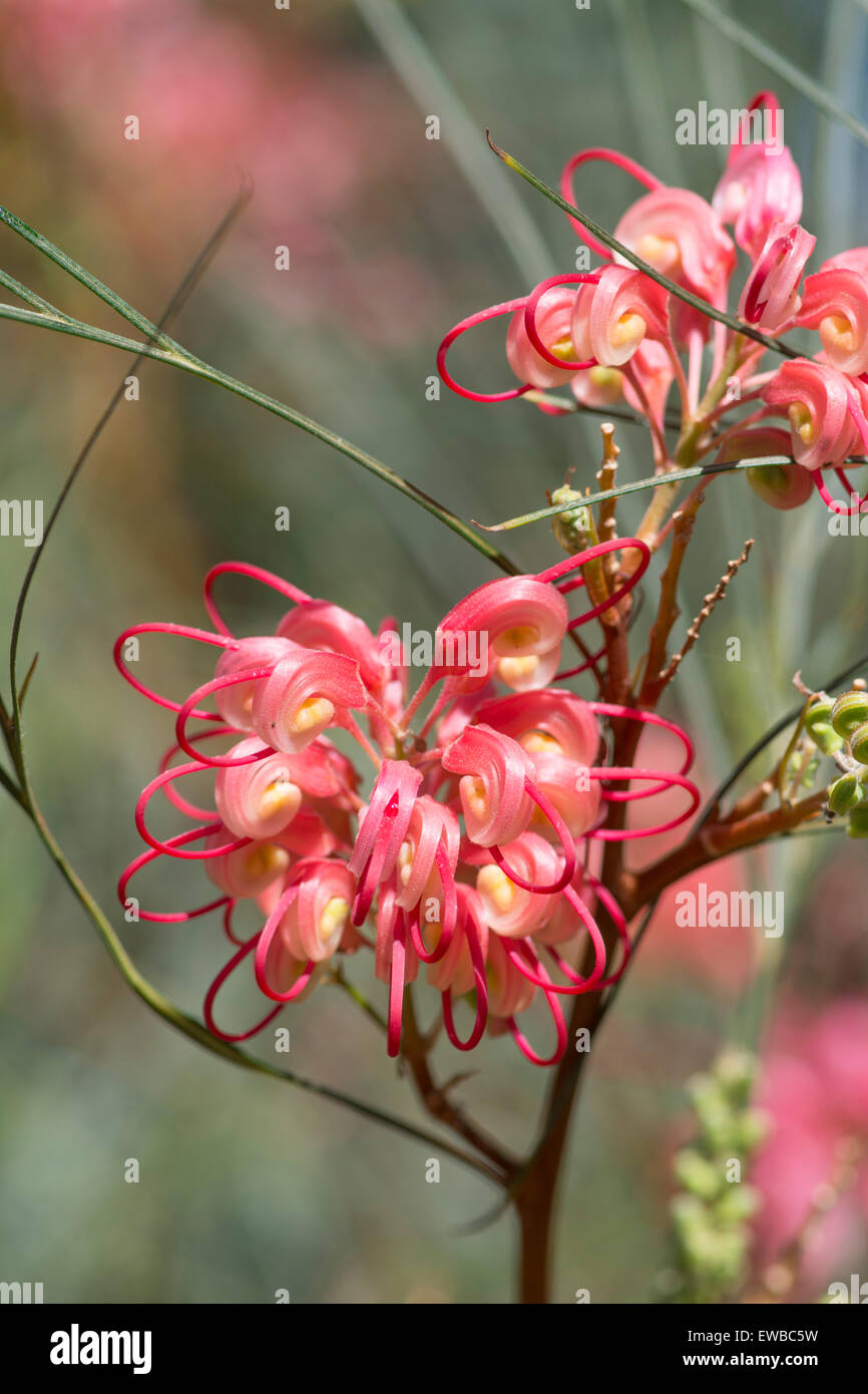 Fleur araignée : Grevillea johnsonii. Jardin botanique, Surrey, Angleterre Banque D'Images