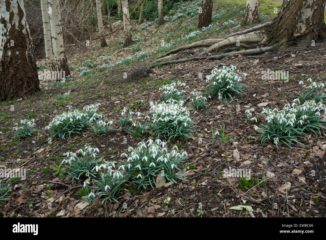 Snowdrop Galanthus : nivlalis. Surrey, Angleterre Banque D'Images