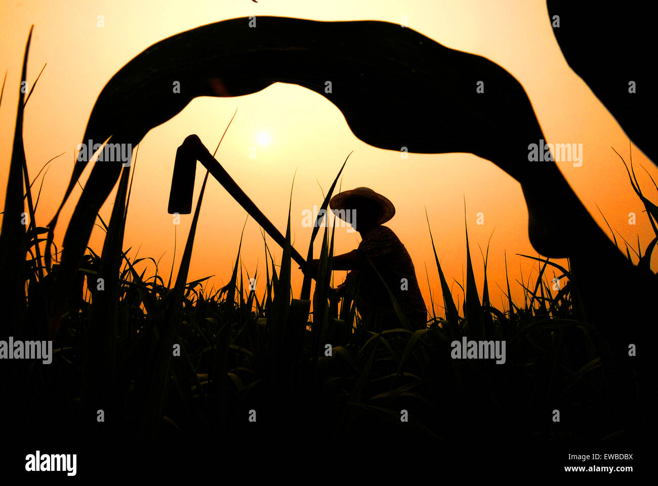 Zibo, Chine, la province de Shandong. 22 Juin, 2015. Un villageois extirpates mauvaises herbes dans ses terres agricoles dans l'est de la Chine, du comté de Yiyuan's La province de Shandong, le 22 juin 2015. Lundi marque le solstice d'été, le jour le plus long de l'année dans l'hémisphère nord et le 10e terme solaire sur le calendrier lunaire chinois. © Zhao Dongshan/Xinhua/Alamy Live News Banque D'Images
