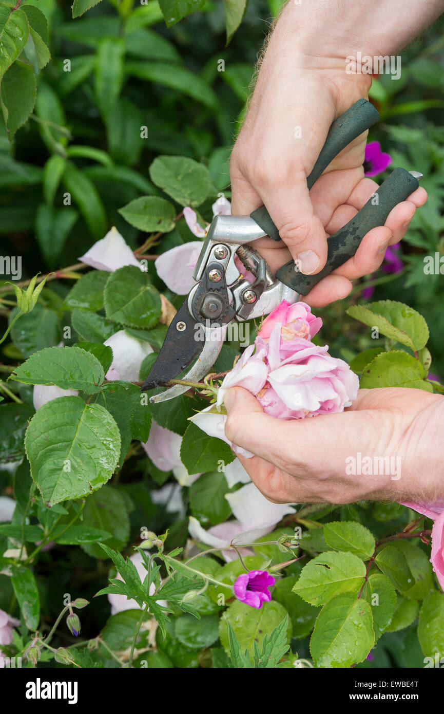 Le deadheading jardinier Rosa Gertrude Jekyll rose avec des sécateurs dans un jardin Banque D'Images