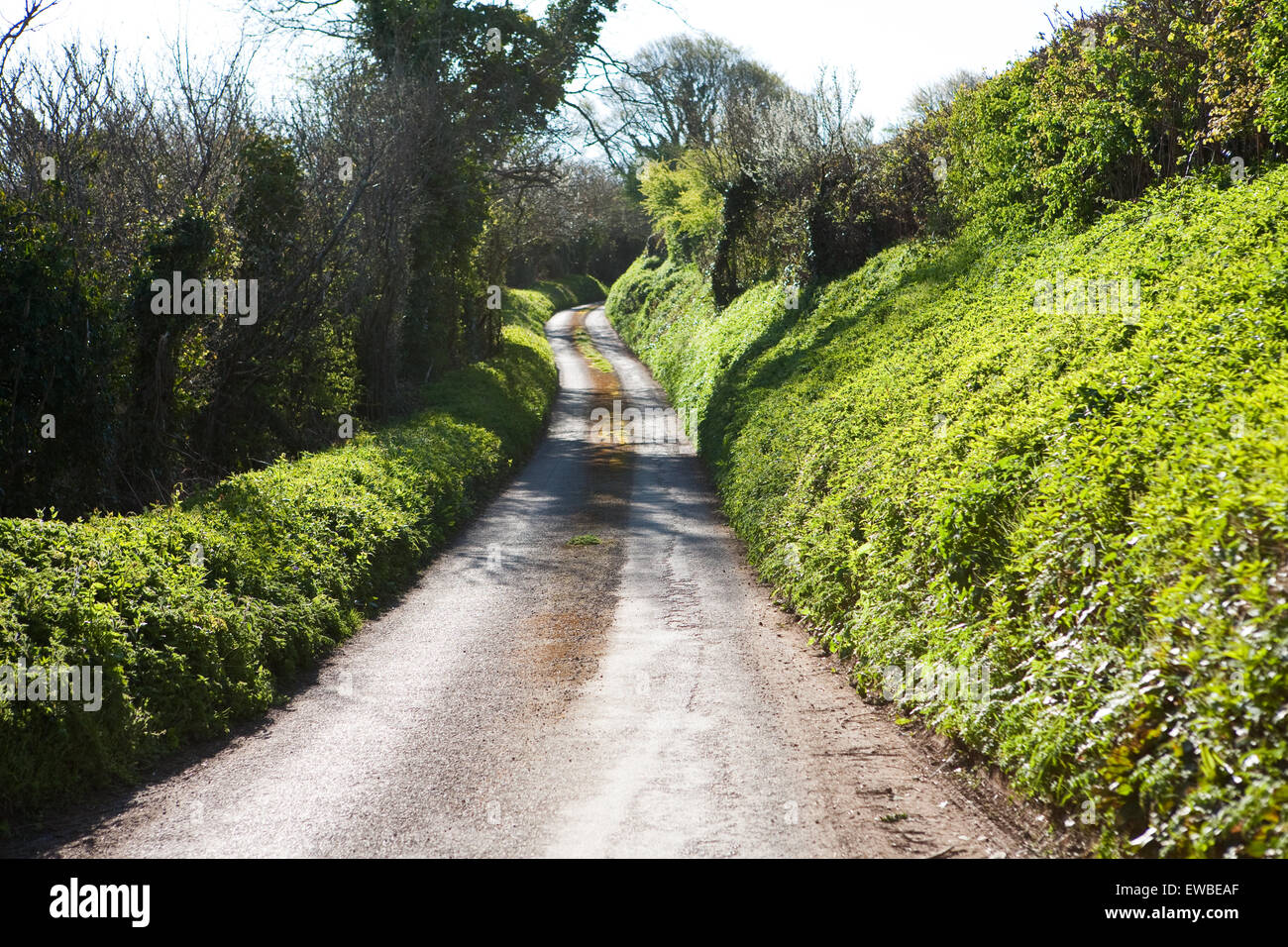 Chemin de campagne au début du printemps avec hautes haies Banque D'Images