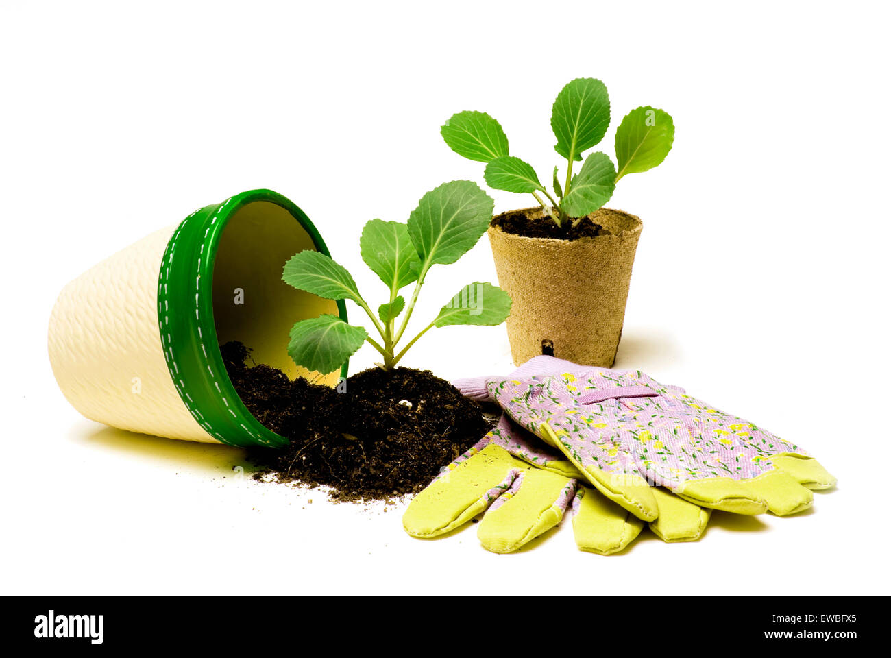 Légumes prêts à planter avec accessoires de jardinage isolated on white Banque D'Images
