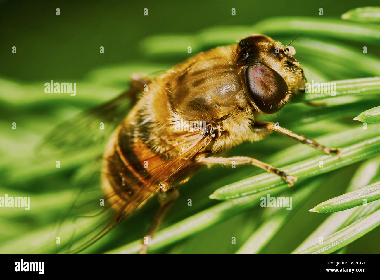 Abeille sur la branche du sapin dans le jardin Banque D'Images