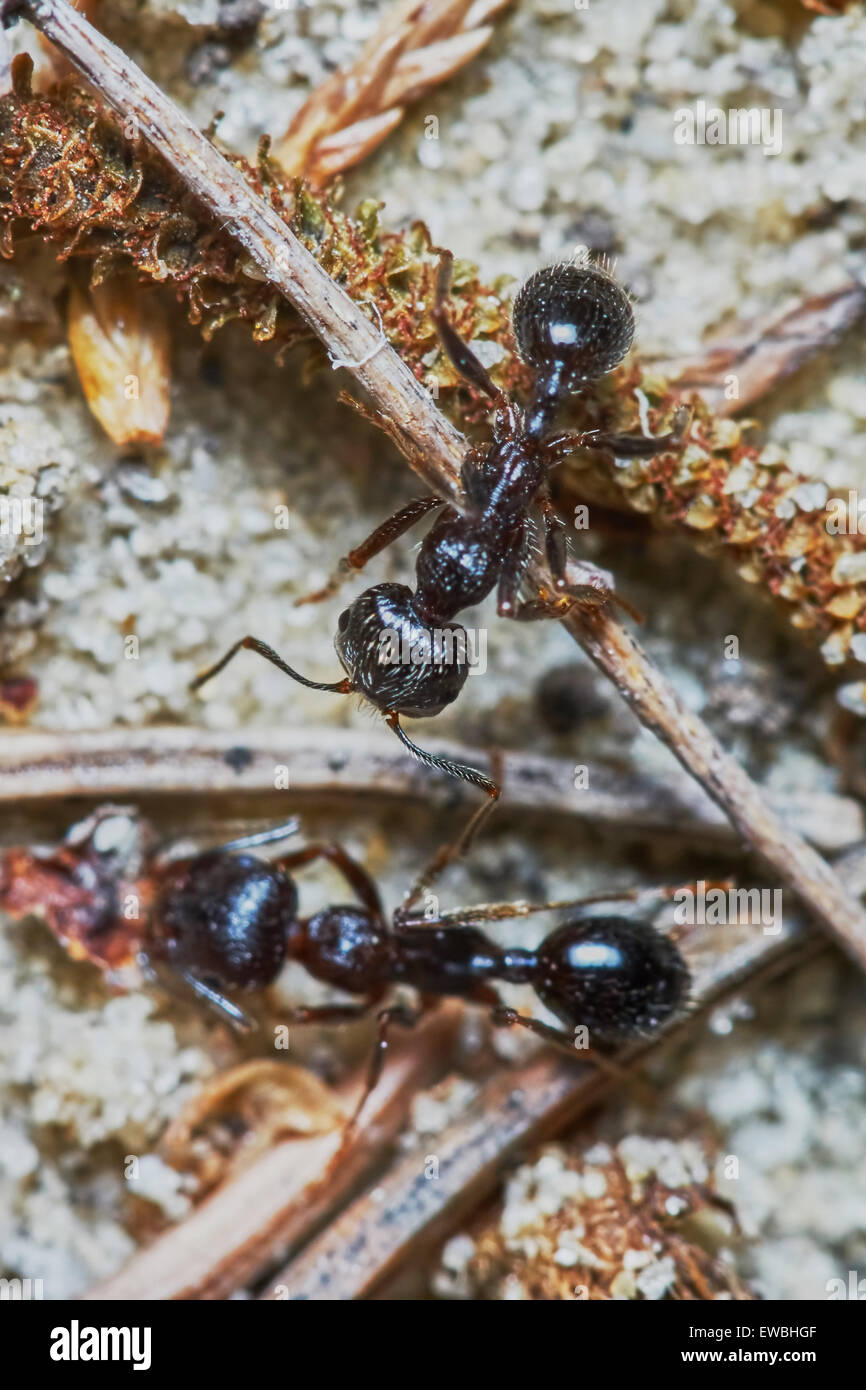 Deux fourmis à l'extérieur dans le jardin close-up Banque D'Images