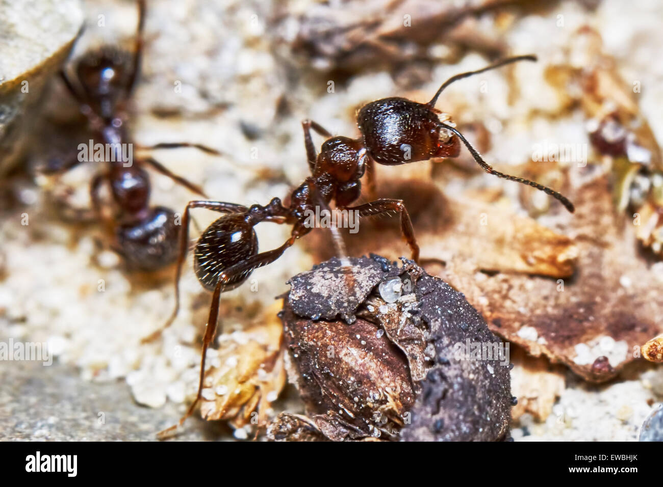 Deux fourmis à l'extérieur dans le jardin close-up Banque D'Images