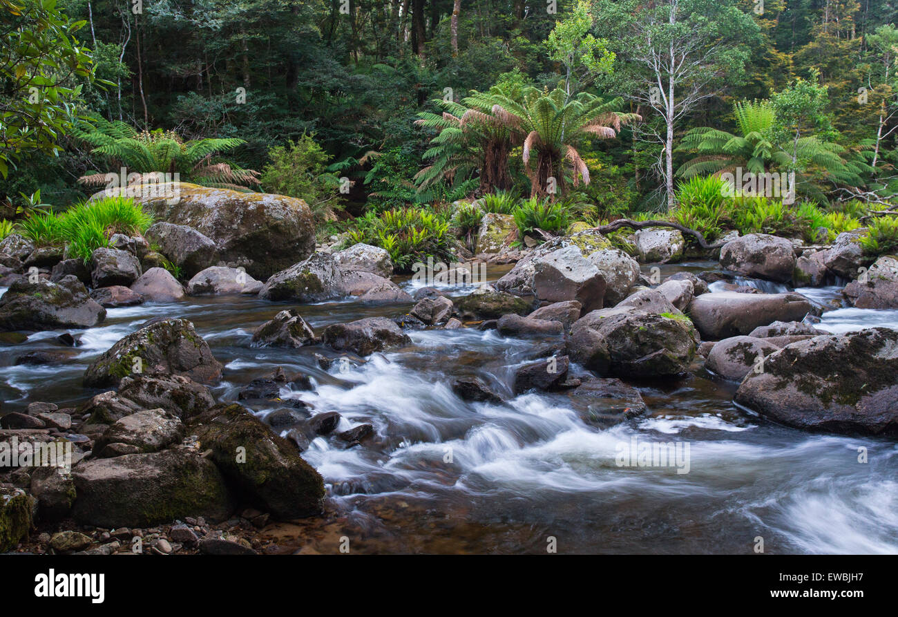 Fleuve sauvage qui coule à travers la forêt pluviale tempérée luxuriante à St Columba Falls State Reserve, Tasmanie, Australie Banque D'Images