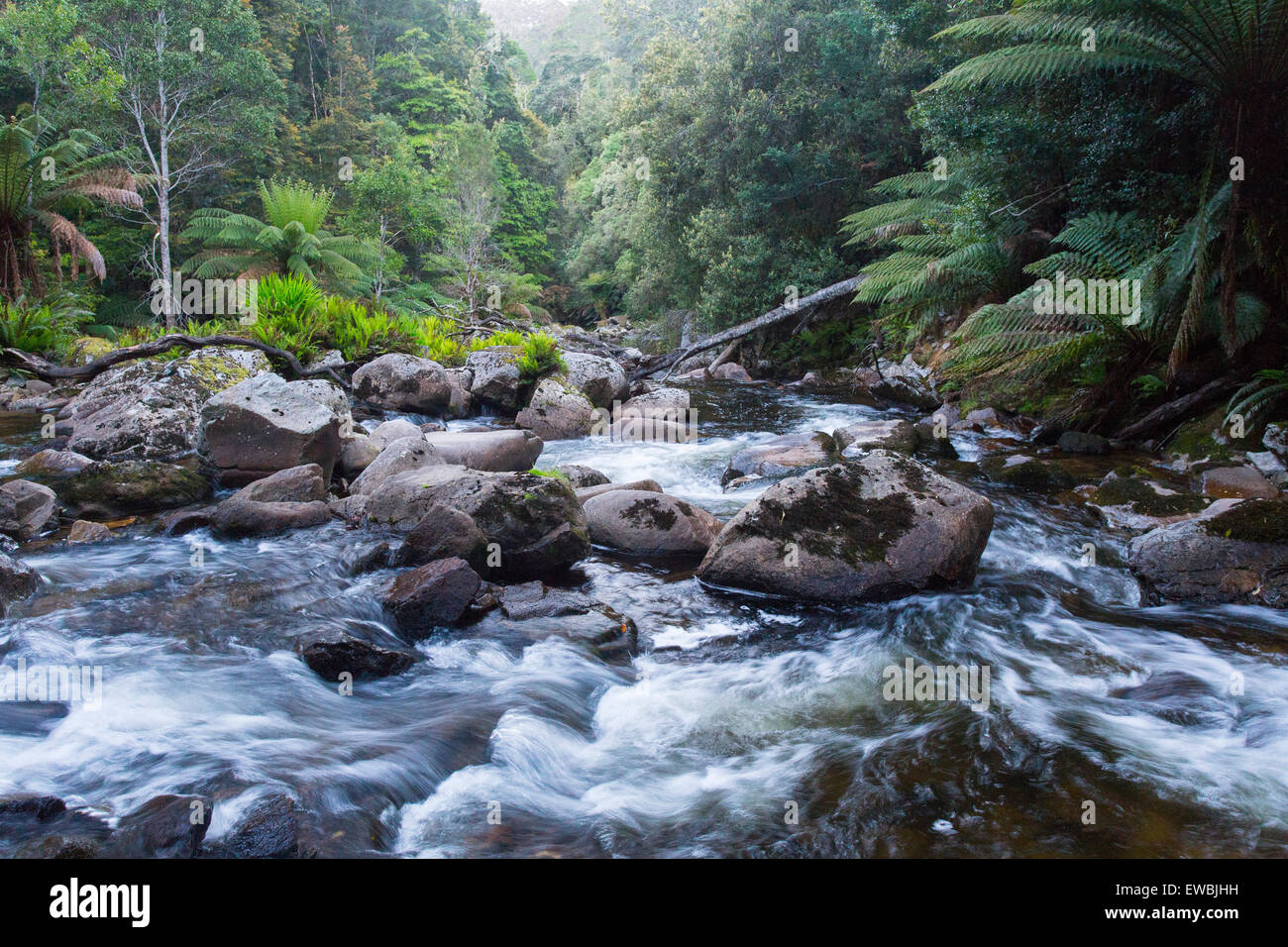 Fleuve sauvage qui coule à travers la forêt pluviale tempérée luxuriante à St Columba Falls State Reserve, Tasmanie, Australie Banque D'Images