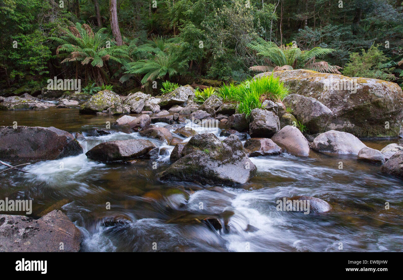 Fleuve sauvage qui coule à travers la forêt pluviale tempérée luxuriante à St Columba Falls State Reserve, Tasmanie, Australie Banque D'Images