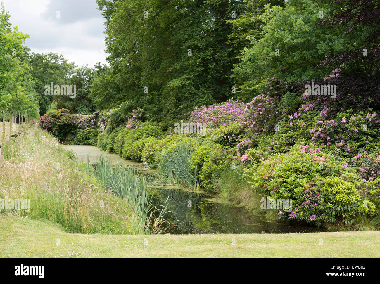 Jardin anglais avec des plantes et des fleurs de Rhododendron Banque D'Images