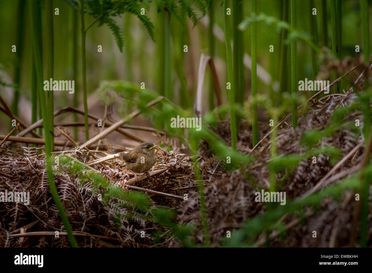 Baby wren (Troglodytes troglodytes) sous tall ferns, UK Banque D'Images