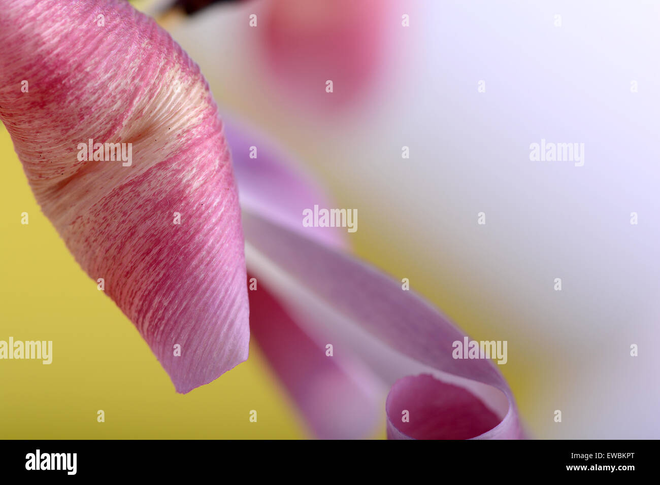 Tulipes rouges sur fond jaune, Close up flowers Banque D'Images