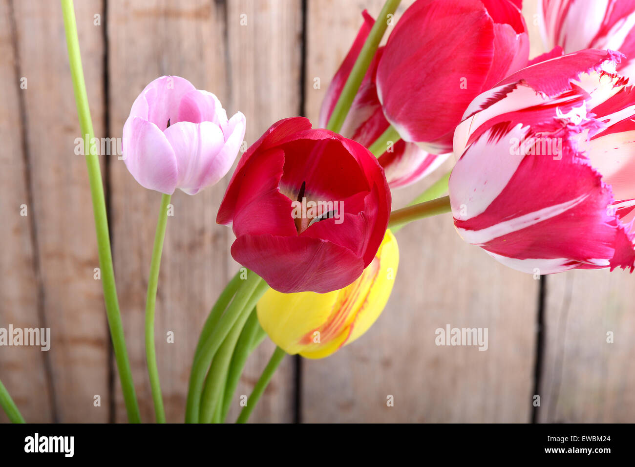 Bouquet de tulipes rouges contre un fond de bois, fleurs close up Banque D'Images