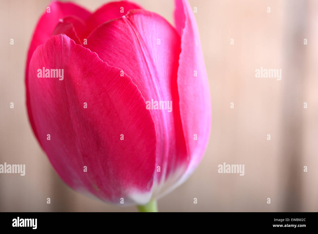 Tulipes rouges fleurs de printemps. Banque D'Images