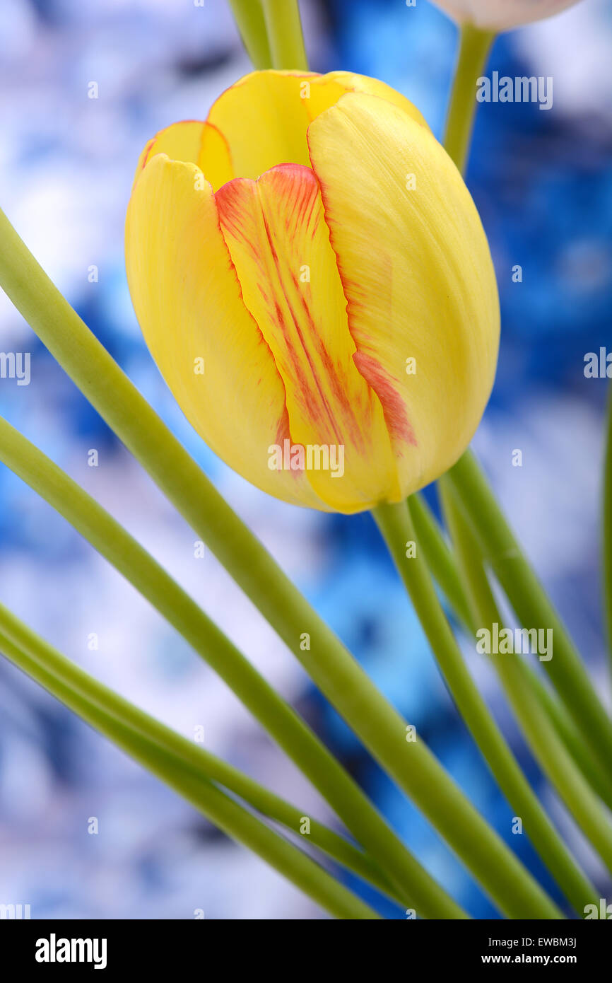 Bouquet de tulipes rouges sur fond bleu, Close up flowers Banque D'Images