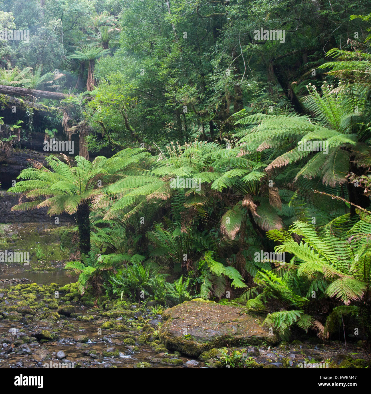 Les fougères arborescentes, Dicksonia antarctica, près de Russell Falls, parc national du mont Field, Tasmanie Banque D'Images