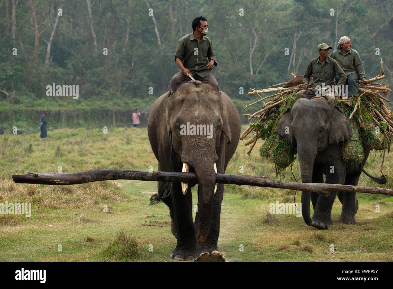 Deux éléphants indiens en captivité au travail au parc national de Chitwan, au Népal Banque D'Images