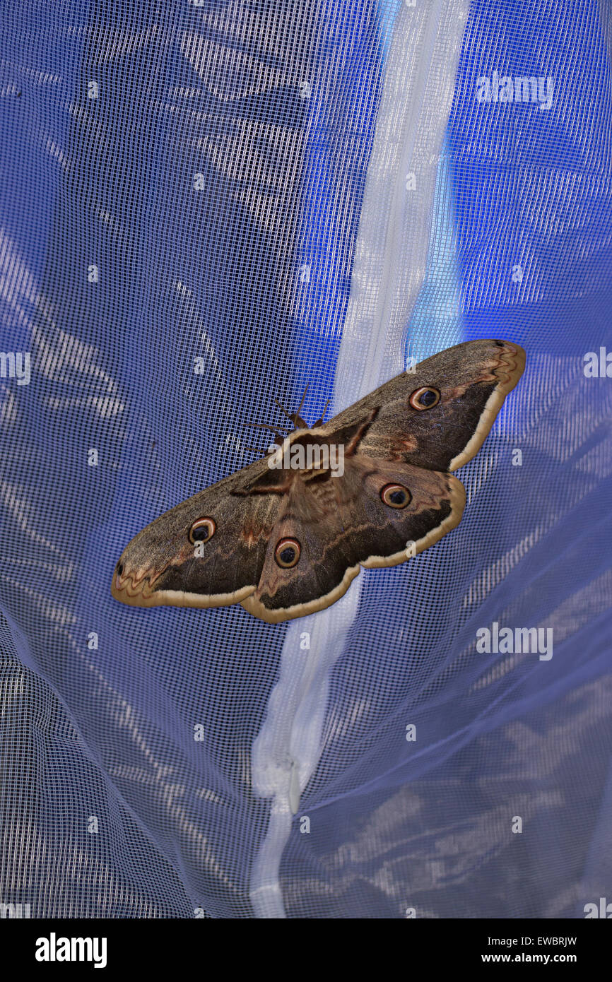 Grand Emperor Moth, Giant Peacock Moth, homme, grosses Nachtpfauenauge Nachtpfauenauge, Wiener, Männchen, Saturnia pyri Banque D'Images