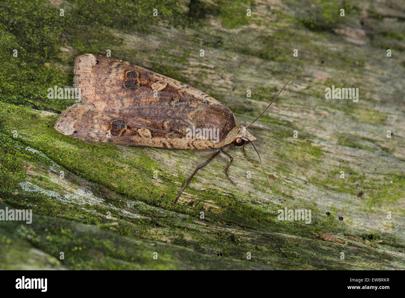 De grandes ailes jaunes, Hausmutter, Noctua pronuba, Agrotis pronuba, Eulenfalter Eulen-Falter Eulenfalter,,, famille des Banque D'Images