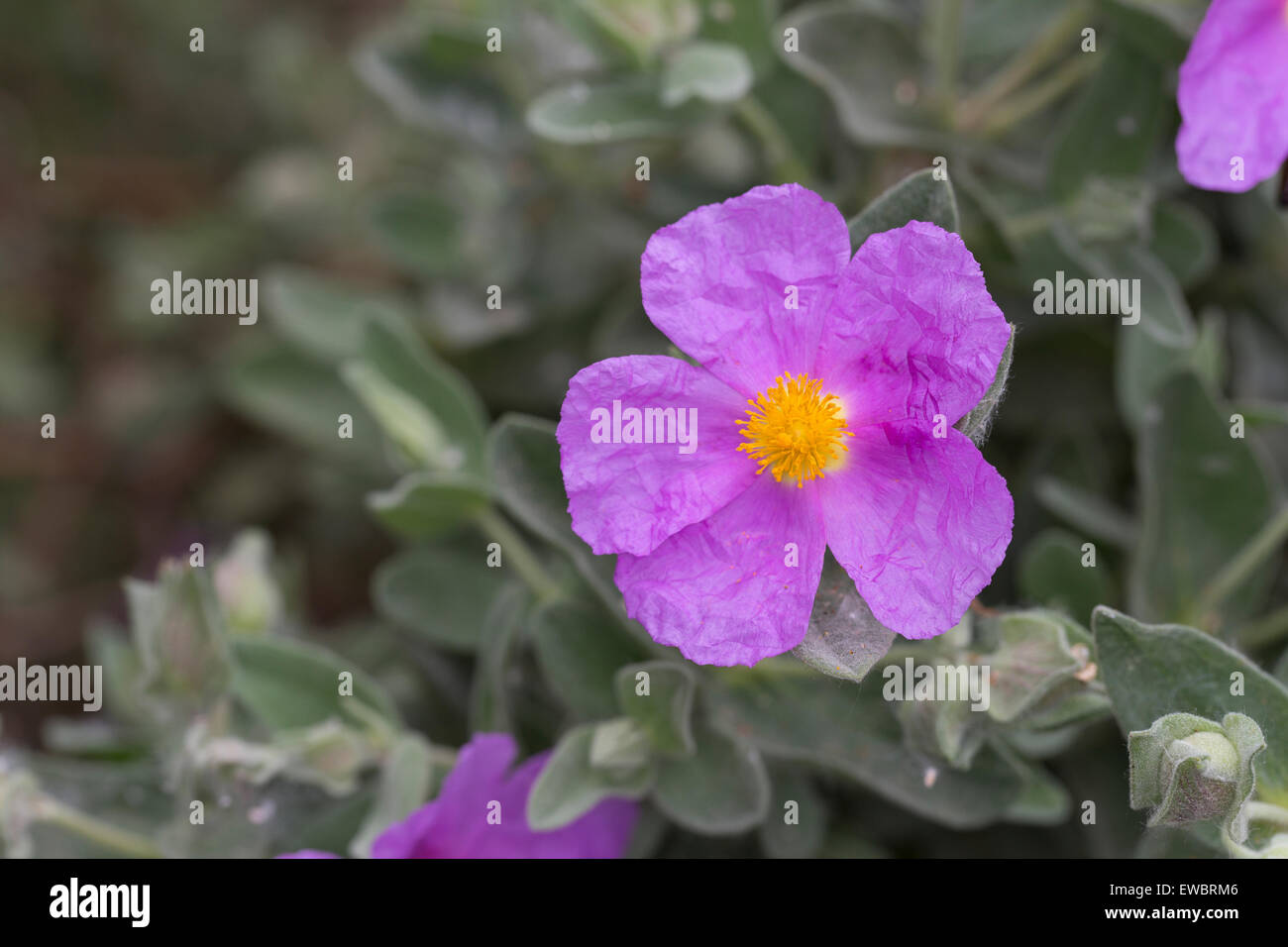 Ciste à feuilles gris, gris-blanc, de ciste à feuilles ciste feuilles, Weißliche Zistrose Weißliche Cistrose, Cistus albidus, Cistaceae, Banque D'Images