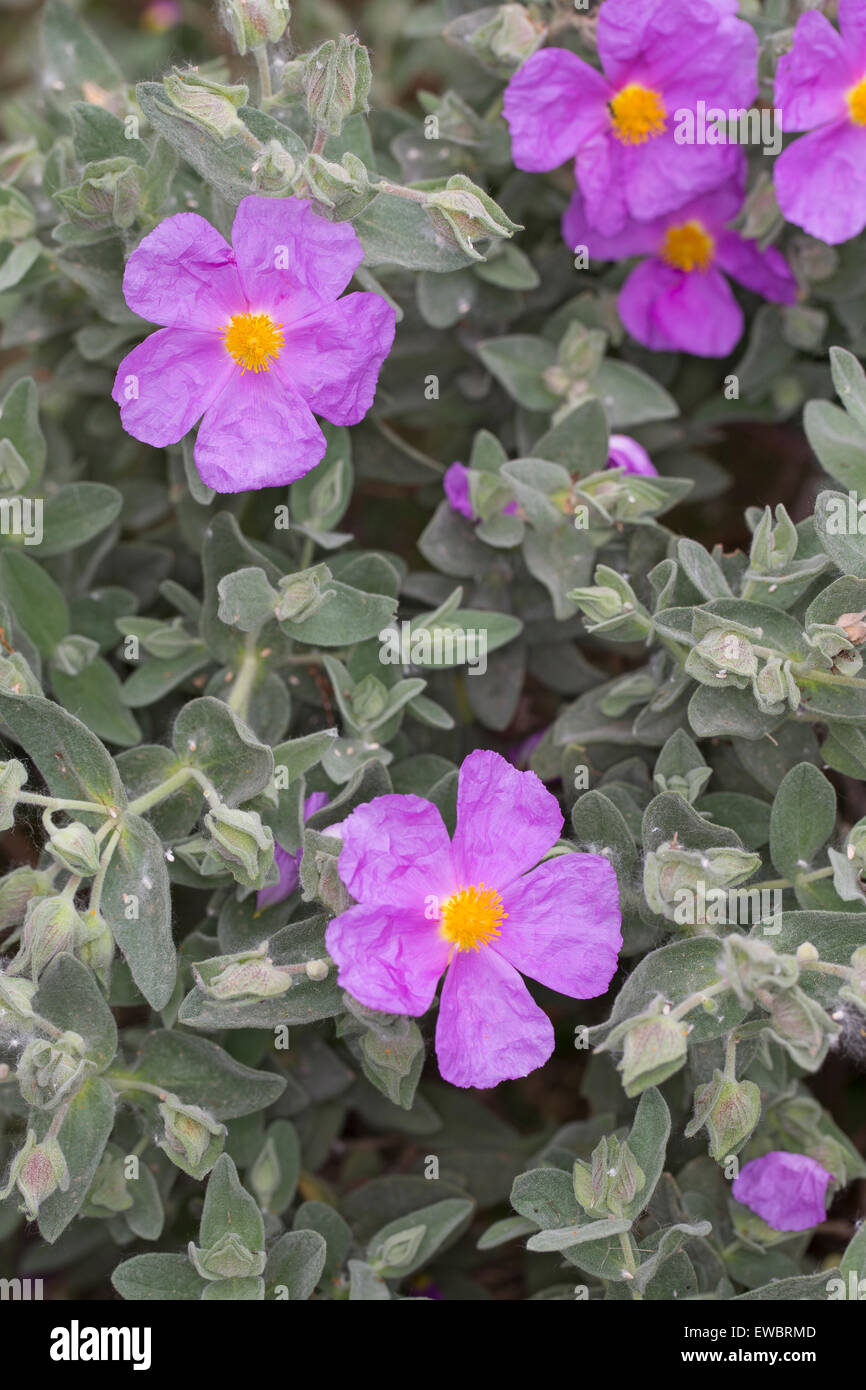 Ciste à feuilles gris, gris-blanc, de ciste à feuilles ciste feuilles, Weißliche Zistrose Weißliche Cistrose, Cistus albidus, Cistaceae, Banque D'Images