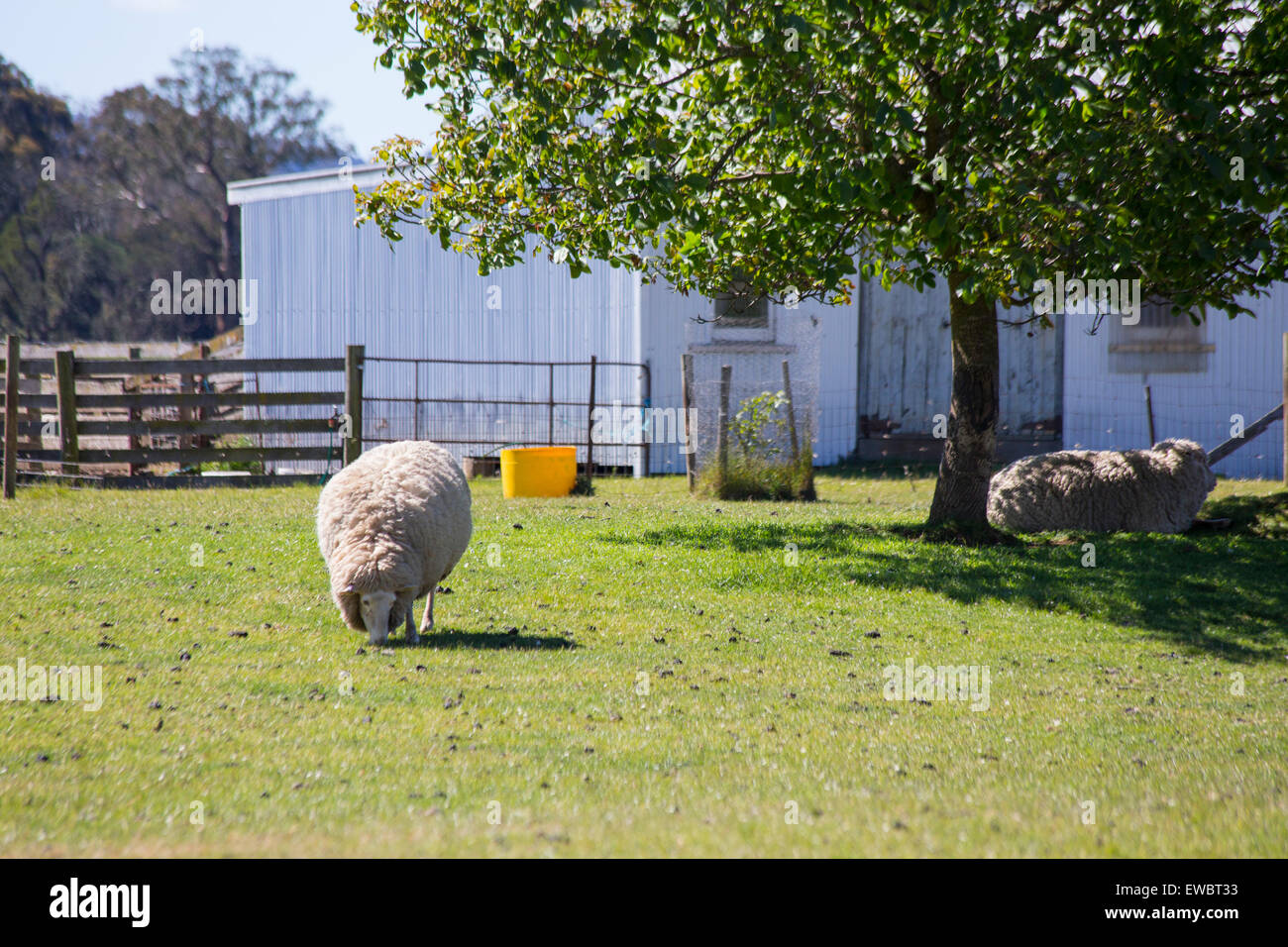 Le pâturage des moutons sur une ferme en Tasmanie Banque D'Images