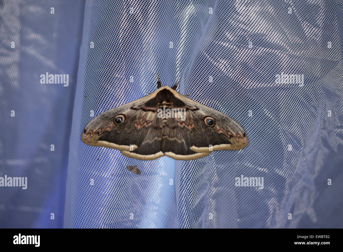 Grand Emperor Moth, Giant Peacock Moth, homme, grosses Nachtpfauenauge Nachtpfauenauge, Wiener, Männchen, Saturnia pyri Banque D'Images