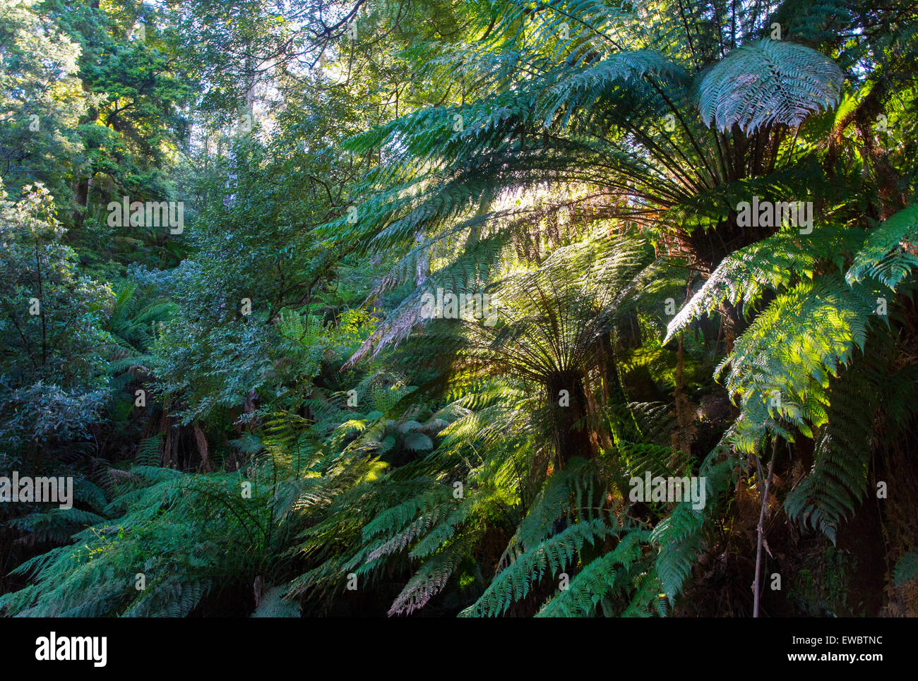 Les fougères arborescentes (Dicksonia antarctica) dans une forêt pluviale tempérée, Tasmanie, Australie Banque D'Images