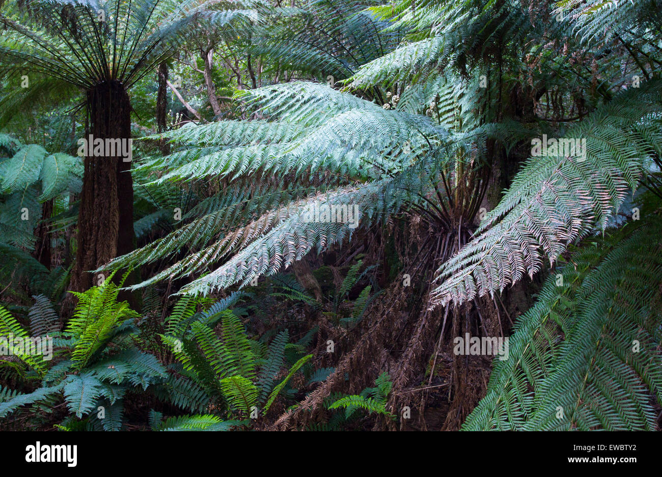 Les fougères arborescentes (Dicksonia antarctica) dans une forêt pluviale tempérée, Tasmanie, Australie Banque D'Images