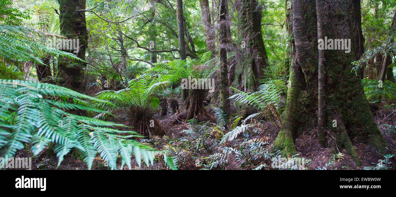 Les fougères arborescentes et les arbres moussus des forêts pluviales tempérées froides, en Tasmanie, Australie Banque D'Images