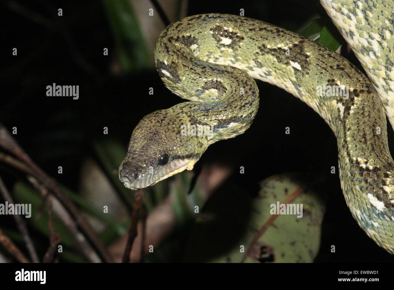 Arbre généalogique Madagascar Sanzinia madagascariensis (Boa), Parc national Parc Mantadia- Andasibe, Madagascar Banque D'Images