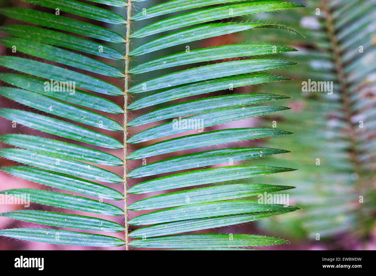 Détail de palm feuillage avec petit-poils piquants sur chaque feuille, Taman Negara, Malaisie Banque D'Images