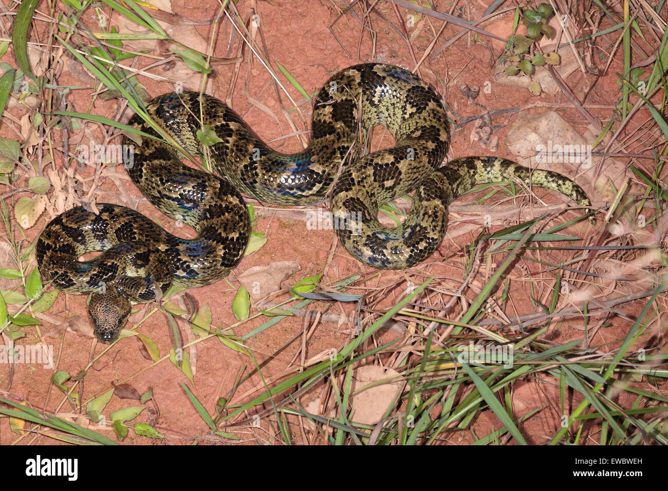 Madagascar Tree Boa (Sanzinia madagascariensis). m, parc national Parc Mantadia- Andasibe, Madagascar Banque D'Images